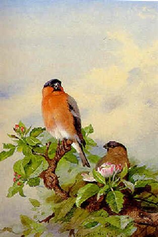 archibald thorburn a pair of bullfinches in cherry blossom A4 Photo Print