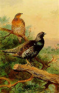 archibald thorburn a pair of capercaillie in a tree A4 Photo Print
