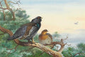 archibald thorburn a pair of capercaillie perched high on a pine tree A4 Photo Print