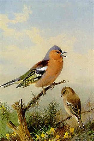 archibald thorburn a pair of chaffinches perched on gorse A4 Photo Print