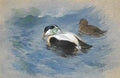 archibald thorburn a pair of eider ducks A4 Photo Print