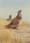 archibald thorburn a pair of english partridges A4 Photo Print