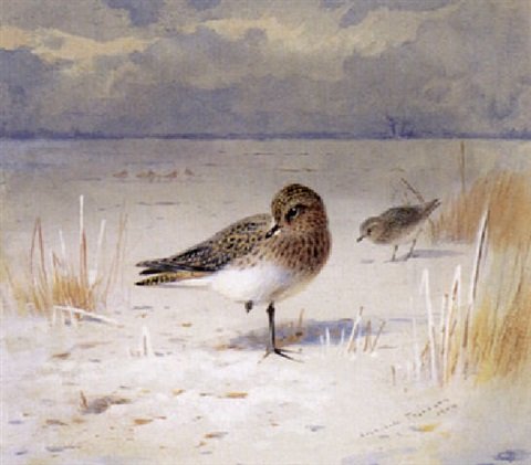 archibald thorburn a pair of golden plover on sand A4 Photo Print