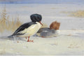 archibald thorburn a pair of goosander A4 Photo Print