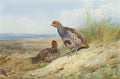 archibald thorburn a pair of grey partridge on the moor A4 Photo Print