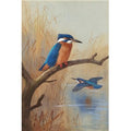 archibald thorburn a pair of kingfishers A4 Photo Print