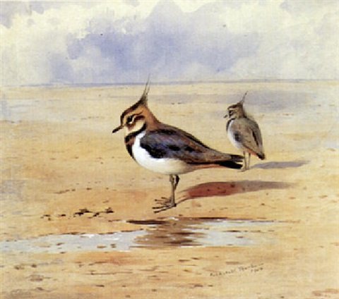 archibald thorburn a pair of lapwings standing on a mudflat A4 Photo Print