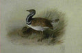 archibald thorburn a pair of little bustards A4 Photo Print
