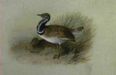 archibald thorburn a pair of little bustards A4 Photo Print