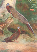 archibald thorburn a pair of malay arguses A4 Photo Print