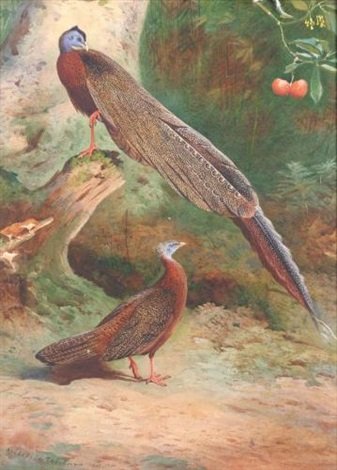 archibald thorburn a pair of malay arguses A4 Photo Print