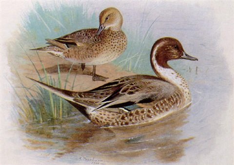 archibald thorburn a pair of male pintail A4 Photo Print