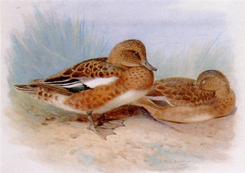 archibald thorburn a pair of male wigeon A4 Photo Print