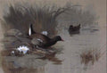 archibald thorburn a pair of moorhens among waterlilies A4 Photo Print