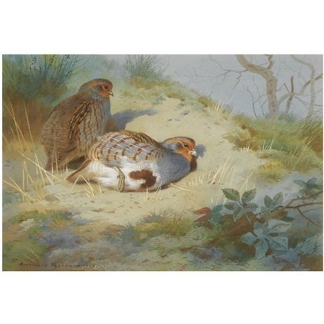 archibald thorburn a pair of partridges on a sandy bank A4 Photo Print