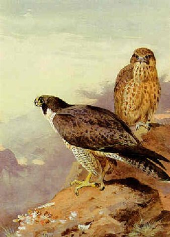 archibald thorburn a pair of peregrines A4 Photo Print