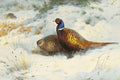 archibald thorburn a pair of pheasant in snow A4 Photo Print