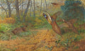 archibald thorburn a pair of pheasant rising from bracken A4 Photo Print