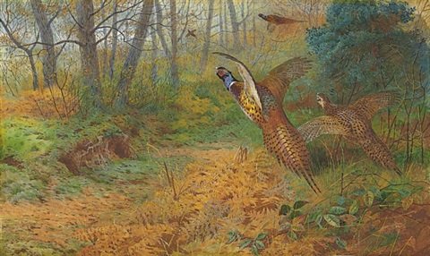archibald thorburn a pair of pheasant rising from bracken A4 Photo Print