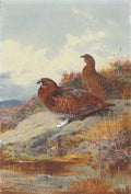 archibald thorburn a pair of pheasants by a moorland burn A4 Photo Print