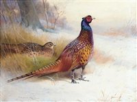 archibald thorburn a pair of pheasants in the snow A4 Photo Print