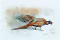 archibald thorburn a pair of pheasants A4 Photo Print