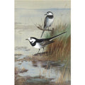 archibald thorburn a pair of pied wagtails A4 Photo Print