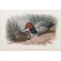 archibald thorburn a pair of pochard A4 Photo Print