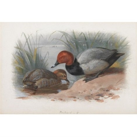 archibald thorburn a pair of pochard A4 Photo Print