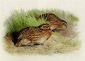archibald thorburn a pair of quail A4 Photo Print