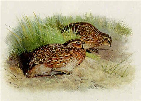 archibald thorburn a pair of quail A4 Photo Print
