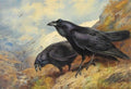 archibald thorburn a pair of ravens A4 Photo Print