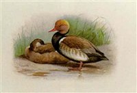 archibald thorburn a pair of red crested pochards A4 Photo Print