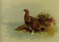 archibald thorburn a pair of red grouse among heather A4 Photo Print