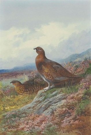 archibald thorburn a pair of red grouse amongst heather A4 Photo Print