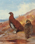 archibald thorburn a pair of red grouse, in moorland A4 Photo Print