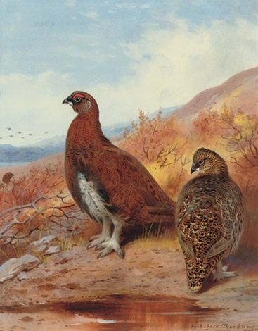 archibald thorburn a pair of red grouse, in moorland A4 Photo Print