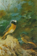 archibald thorburn a pair of redstarts A4 Photo Print