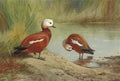 archibald thorburn a pair of ruddy shelduck on a riverbank A4 Photo Print