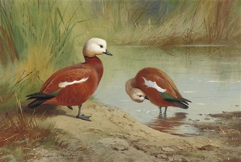 archibald thorburn a pair of ruddy shelduck on a riverbank A4 Photo Print