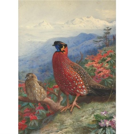 archibald thorburn a pair of satyr tragopans A4 Photo Print