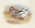 archibald thorburn a pair of smew ducks A4 Photo Print