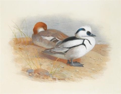 archibald thorburn a pair of smew ducks A4 Photo Print