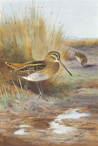 archibald thorburn a pair of snipe on the marshes A4 Photo Print