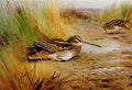 archibald thorburn a pair of snipe A4 Photo Print