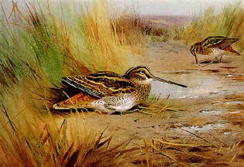 archibald thorburn a pair of snipe A4 Photo Print