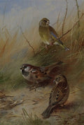 archibald thorburn a pair of sparrows and a greenfinch A4 Photo Print