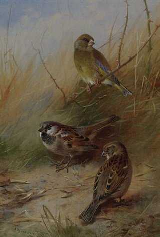 archibald thorburn a pair of sparrows and a greenfinch A4 Photo Print