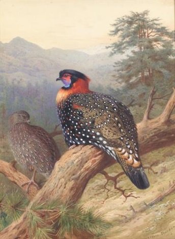 archibald thorburn a pair of western tragopans A4 Photo Print