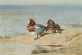 archibald thorburn a pair of widgeon on the shore A4 Photo Print